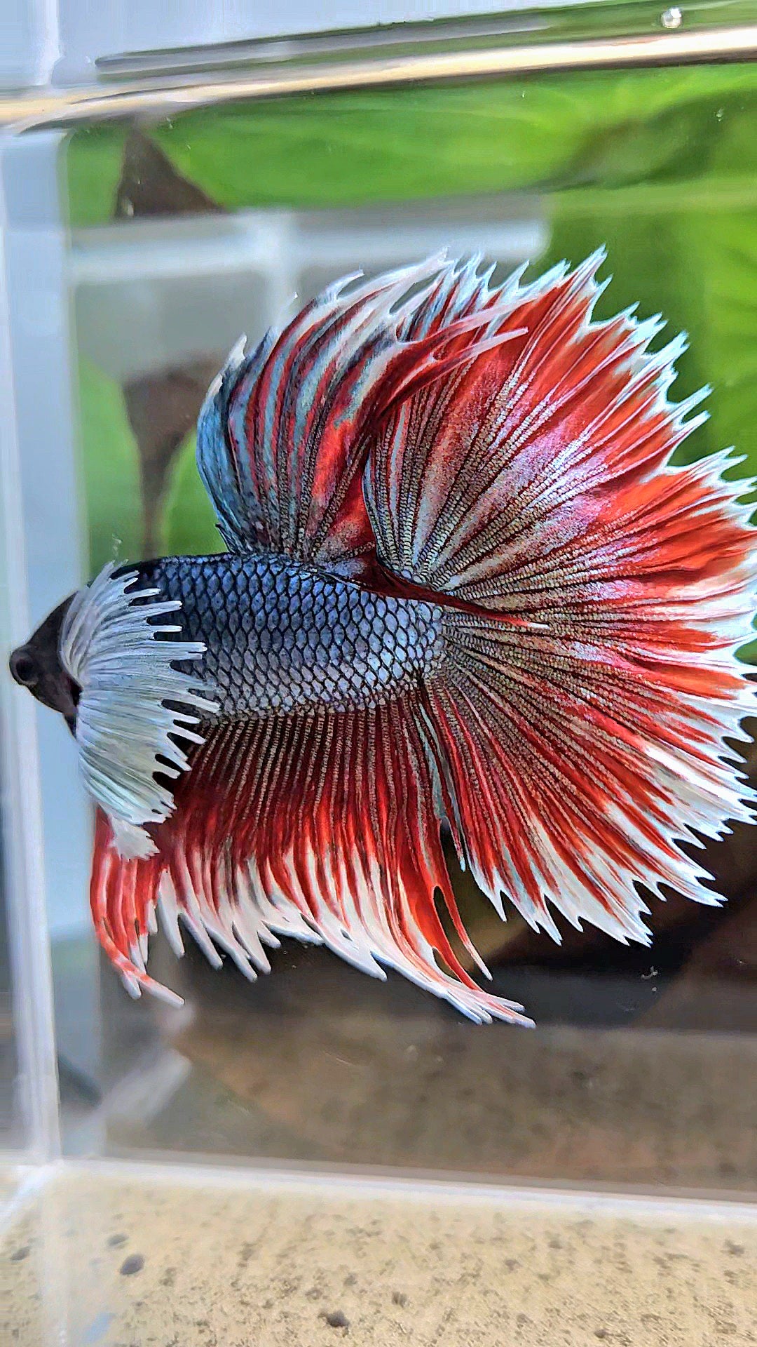 LUXURY XL HALFSUN SUPER DUMBO EAR COPPER RED BLACK HEAD BETTA FISH