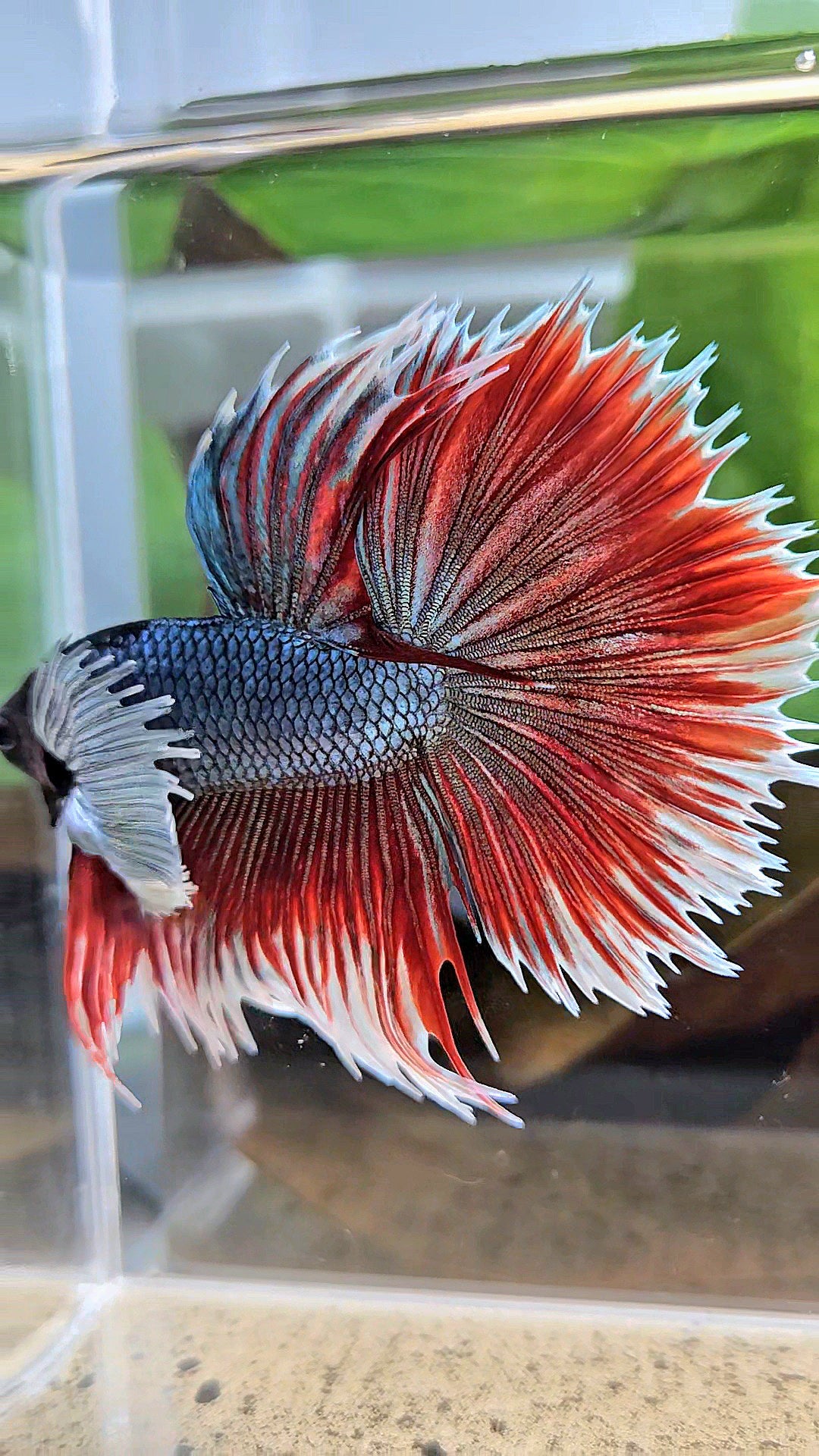 LUXURY XL HALFSUN SUPER DUMBO EAR COPPER RED BLACK HEAD BETTA FISH