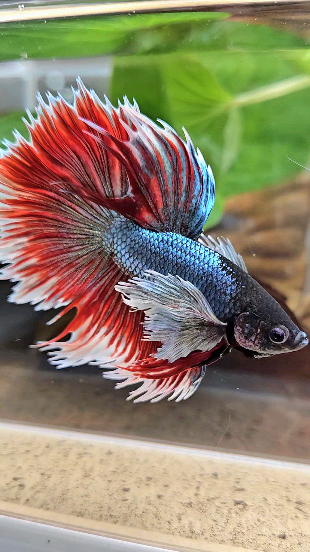 LUXURY XL HALFSUN SUPER DUMBO EAR COPPER RED BLACK HEAD BETTA FISH