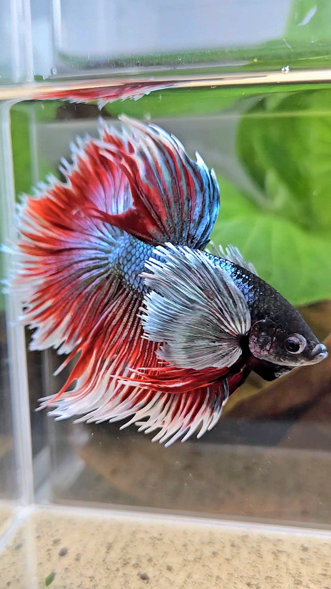 LUXURY XL HALFSUN SUPER DUMBO EAR COPPER RED BLACK HEAD BETTA FISH