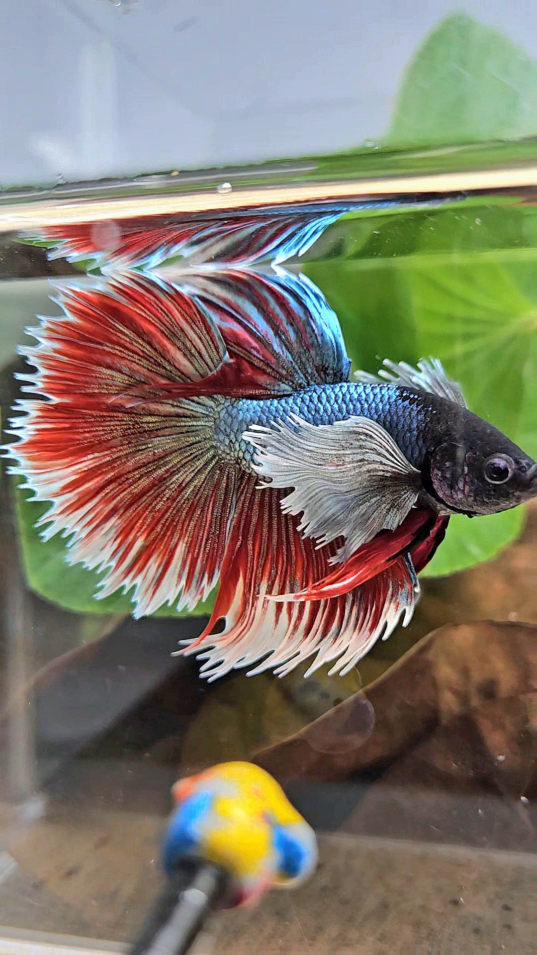 LUXURY XL HALFSUN SUPER DUMBO EAR COPPER RED BLACK HEAD BETTA FISH