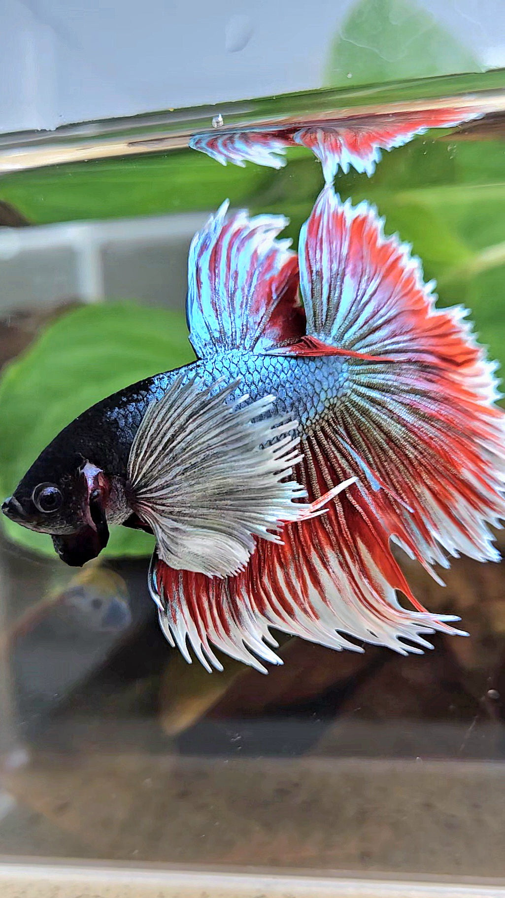 LUXURY XL HALFSUN SUPER DUMBO EAR COPPER RED BLACK HEAD BETTA FISH