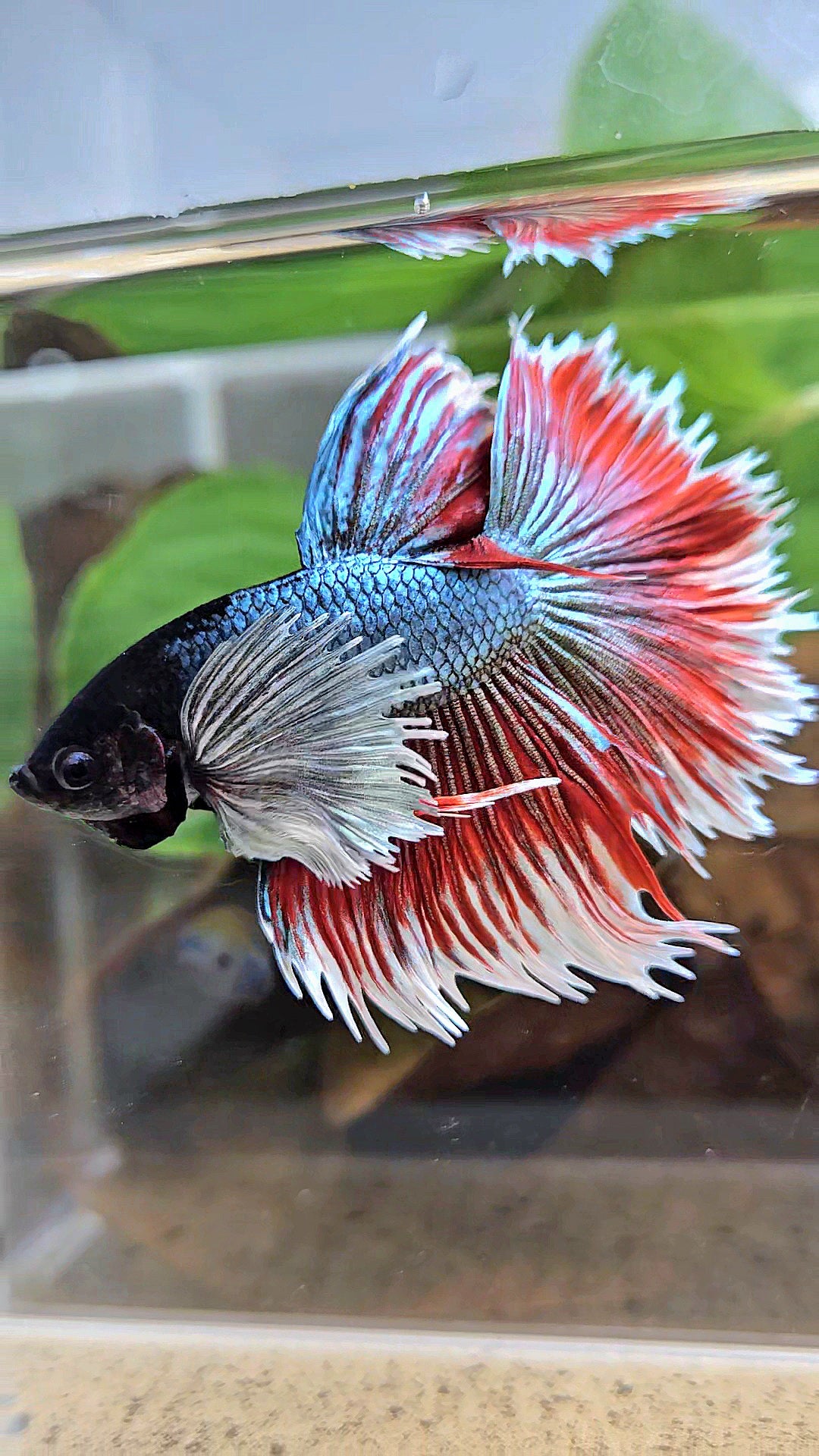 LUXURY XL HALFSUN SUPER DUMBO EAR COPPER RED BLACK HEAD BETTA FISH