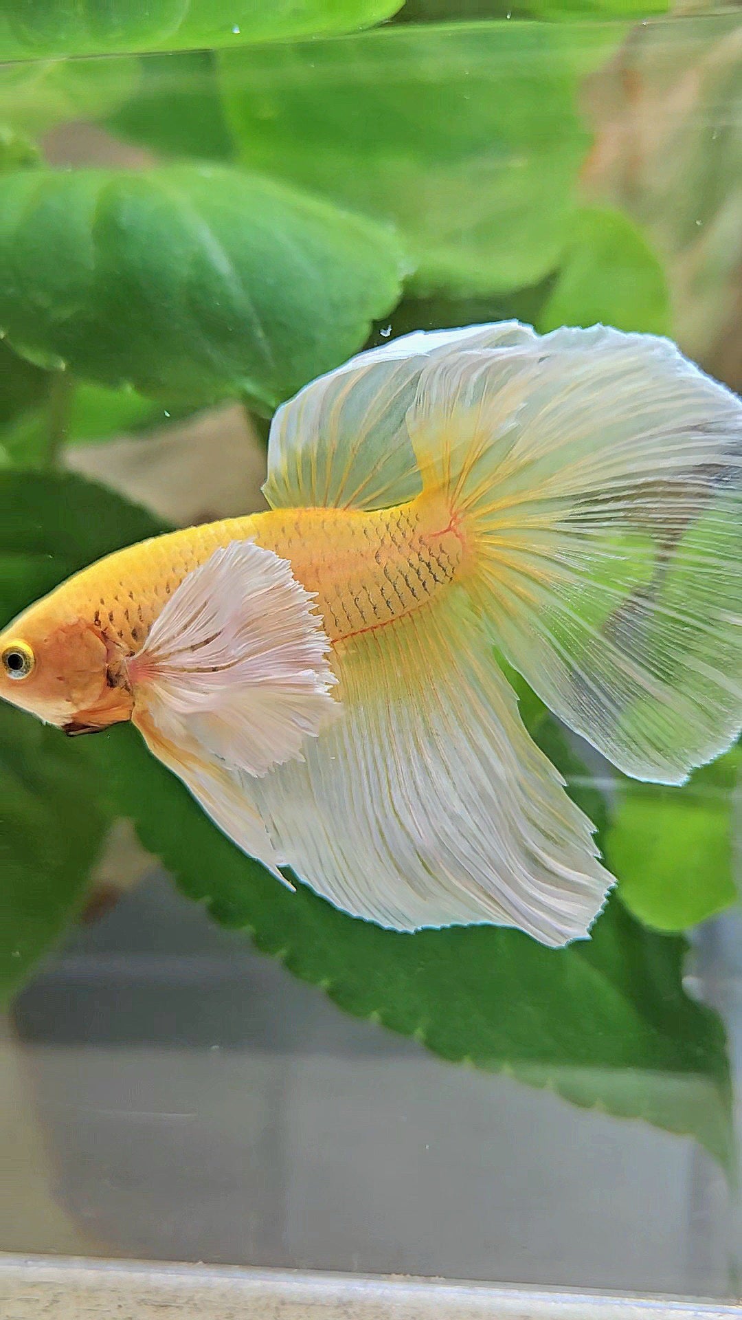 HALFMOON DUMBO EAR GOLD BUTTERFLY BETTA FISH