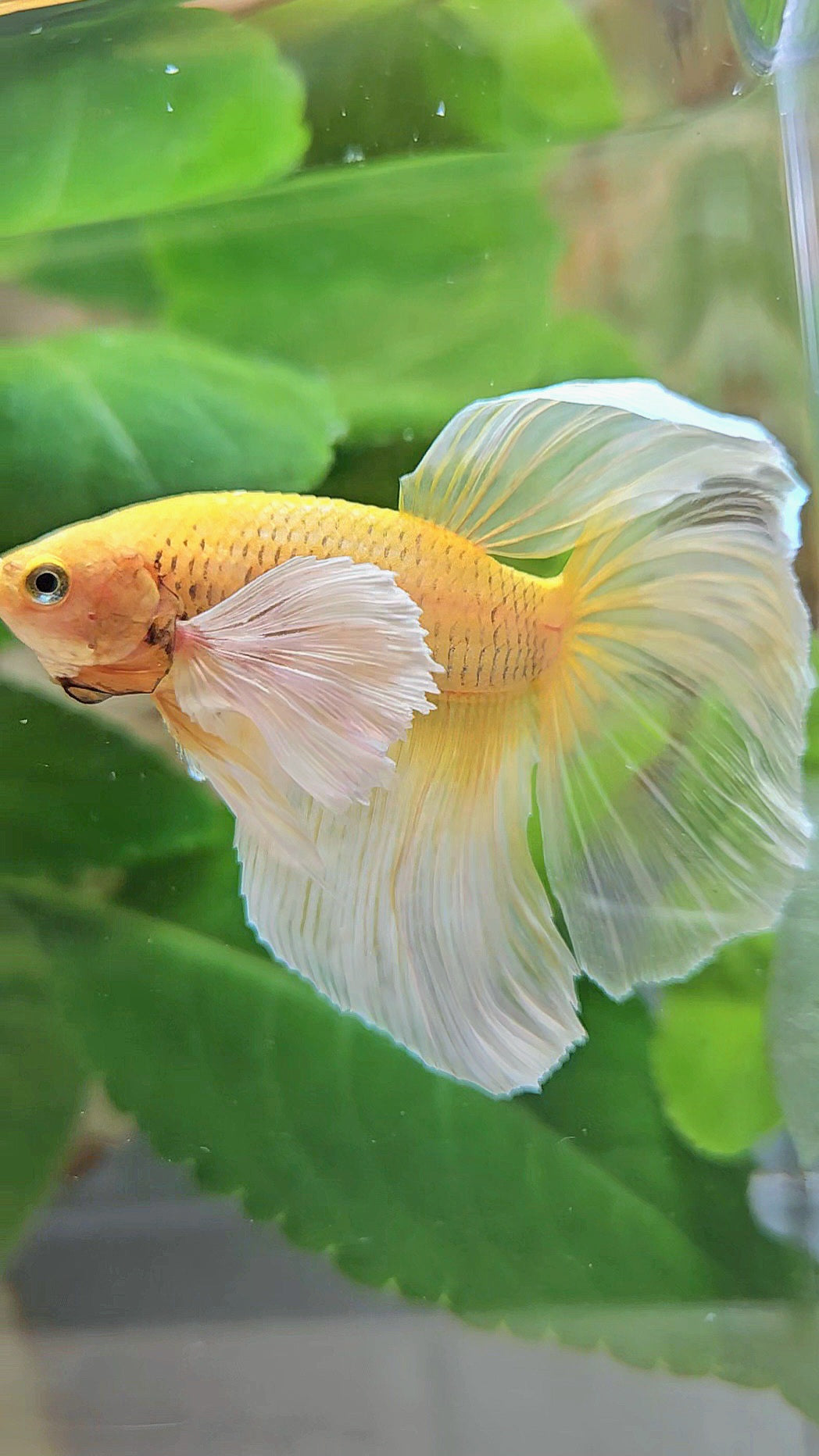 HALFMOON DUMBO EAR GOLD BUTTERFLY BETTA FISH