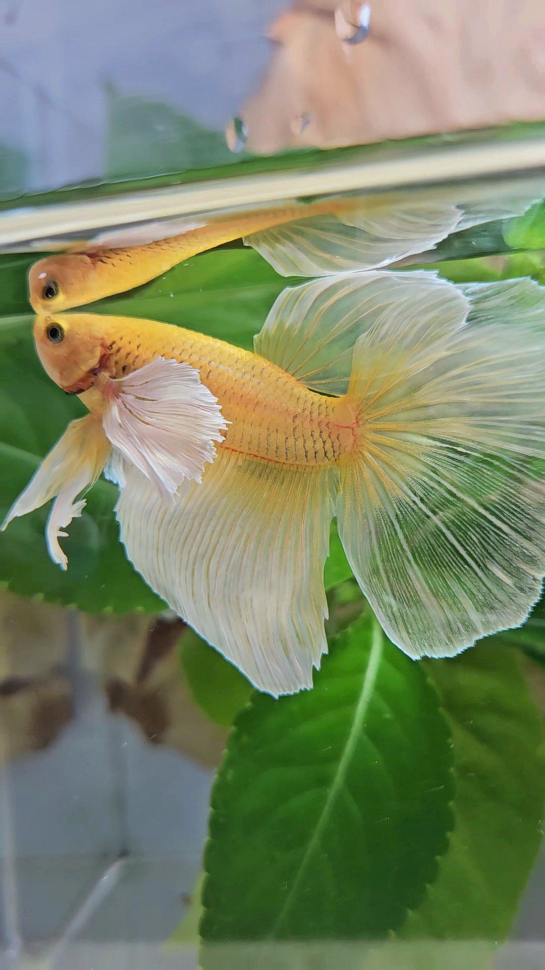 HALFMOON DUMBO EAR GOLD BUTTERFLY BETTA FISH