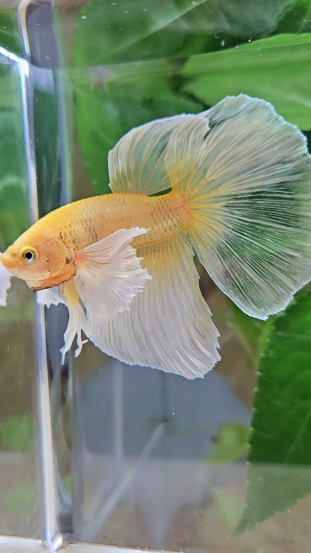 HALFMOON DUMBO EAR GOLD BUTTERFLY BETTA FISH