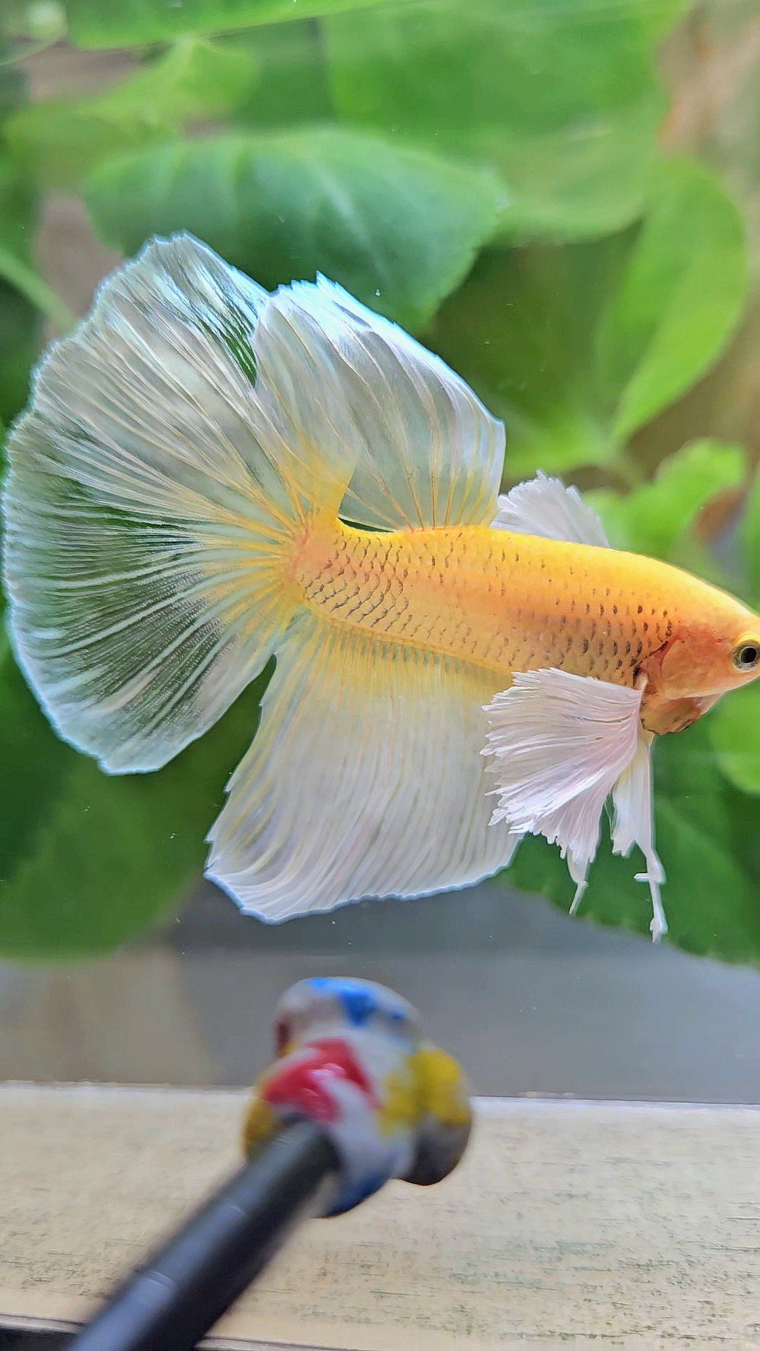HALFMOON DUMBO EAR GOLD BUTTERFLY BETTA FISH