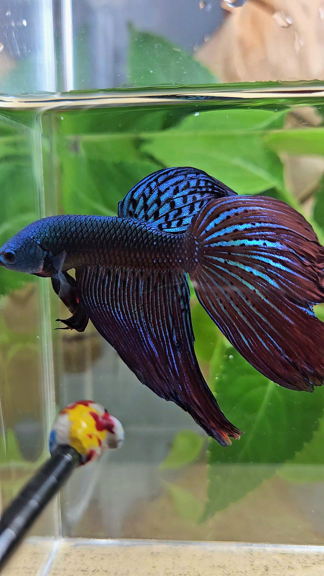 HALFMOON DELTA ALIEN GREEN BLUE HYBRID WILD BETTA FISH