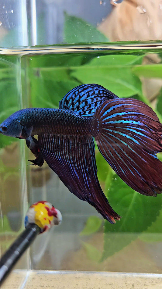 HALFMOON DELTA ALIEN GREEN BLUE HYBRID WILD BETTA FISH