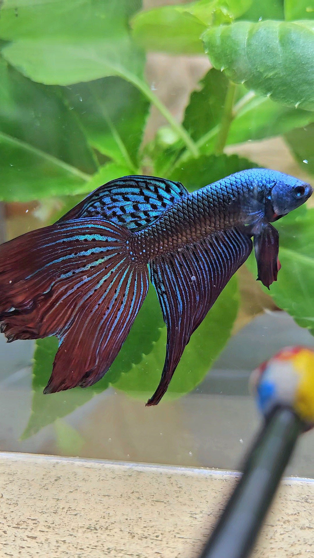 HALFMOON DELTA ALIEN GREEN BLUE HYBRID WILD BETTA FISH