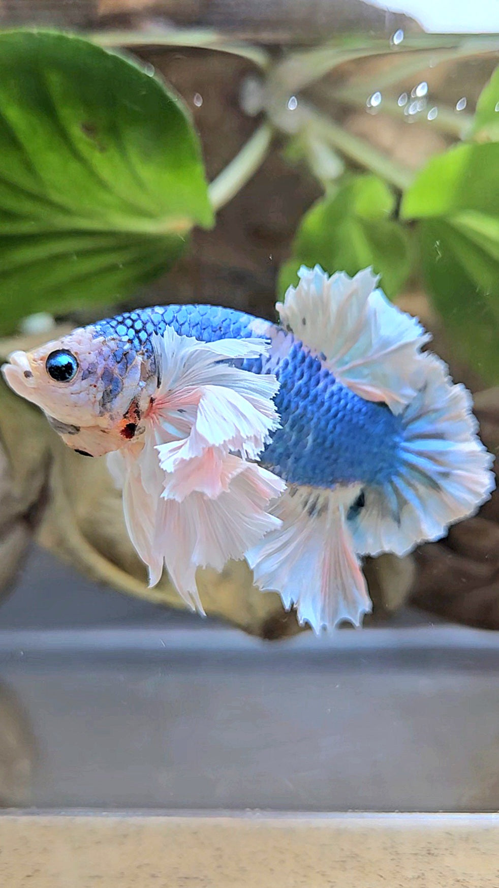 LUXURY PLAKAT ROSE EAR  WHITE BLUE METALLIC BETTA FISH