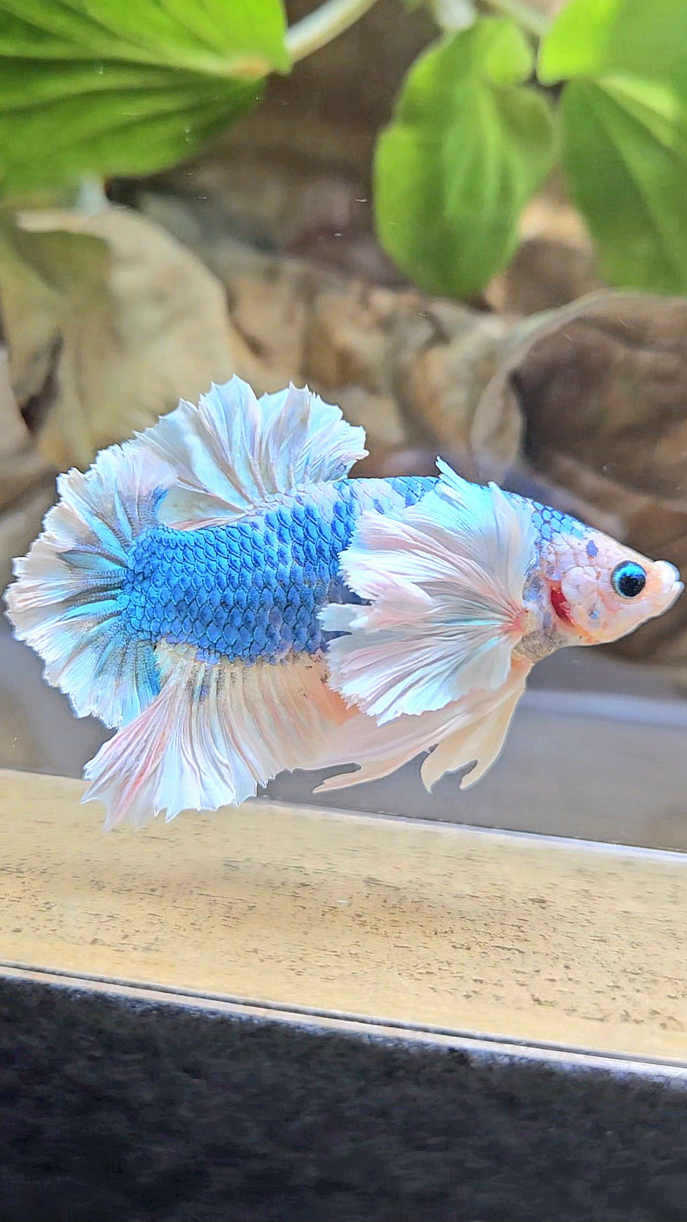 LUXURY PLAKAT ROSE EAR  WHITE BLUE METALLIC BETTA FISH