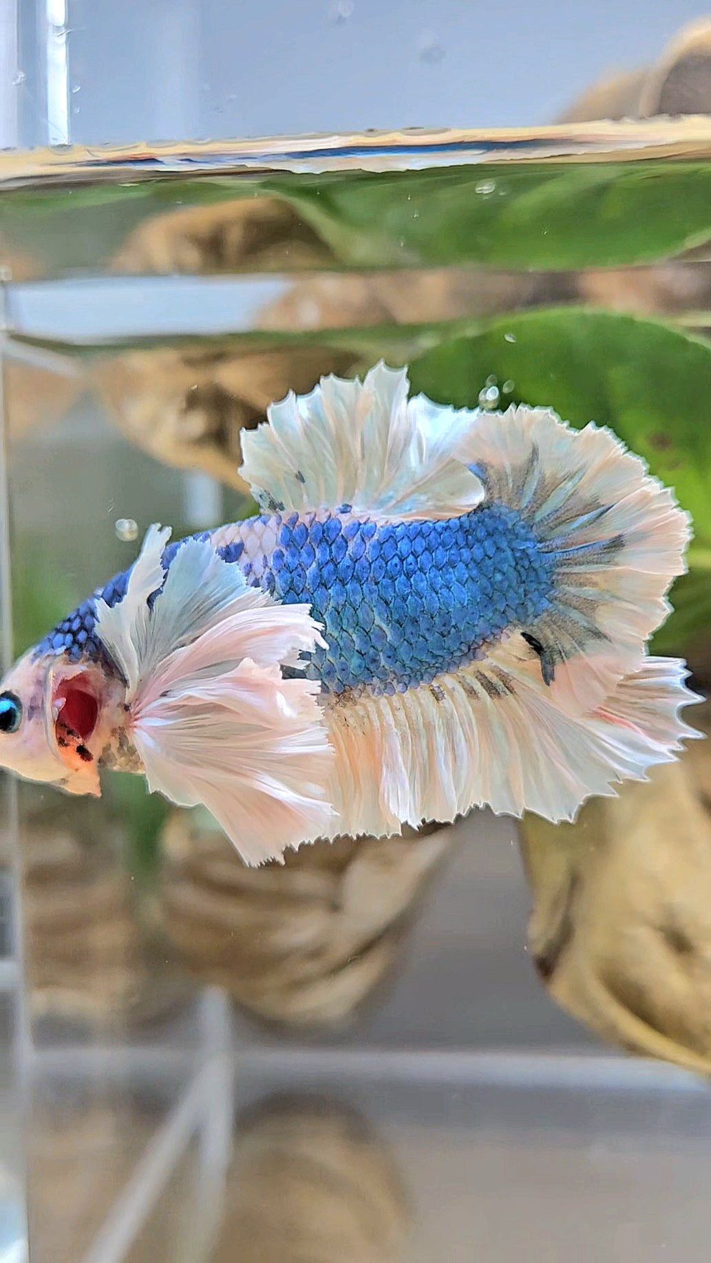 LUXURY PLAKAT ROSE EAR  WHITE BLUE METALLIC BETTA FISH