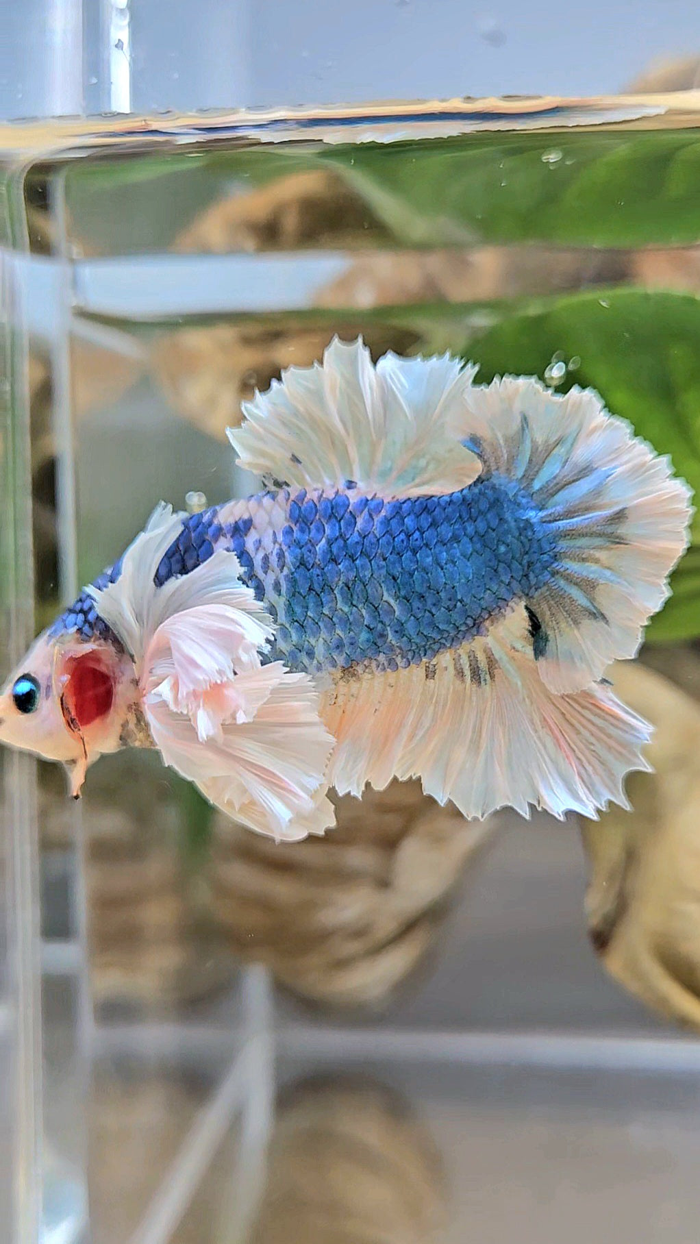LUXURY PLAKAT ROSE EAR  WHITE BLUE METALLIC BETTA FISH