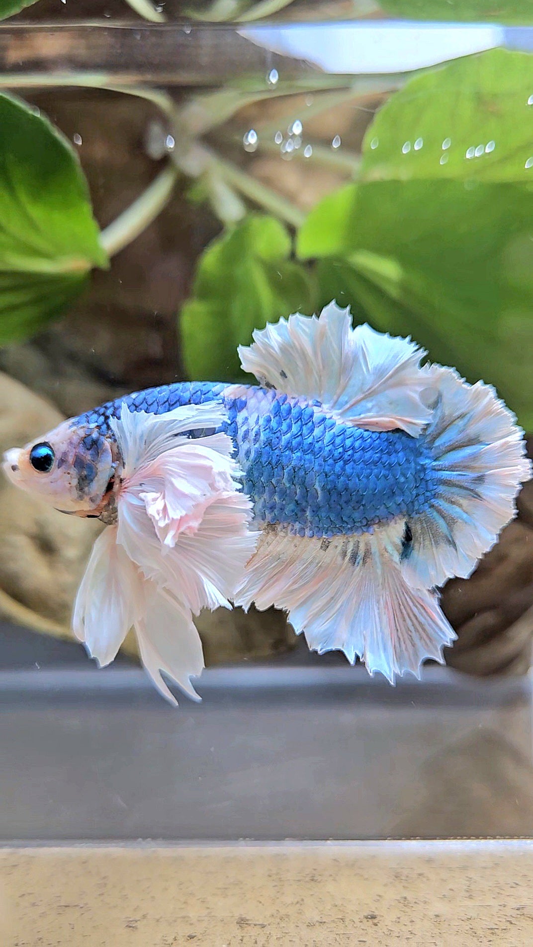 LUXURY PLAKAT ROSE EAR  WHITE BLUE METALLIC BETTA FISH