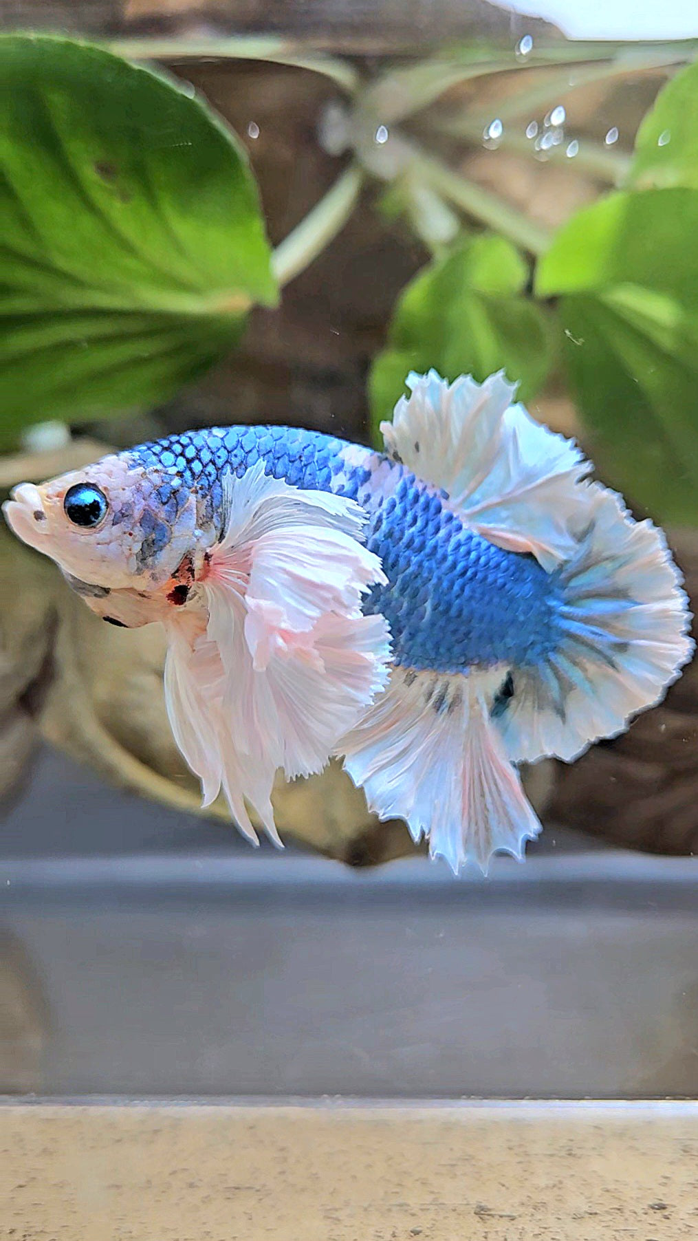 LUXURY PLAKAT ROSE EAR  WHITE BLUE METALLIC BETTA FISH