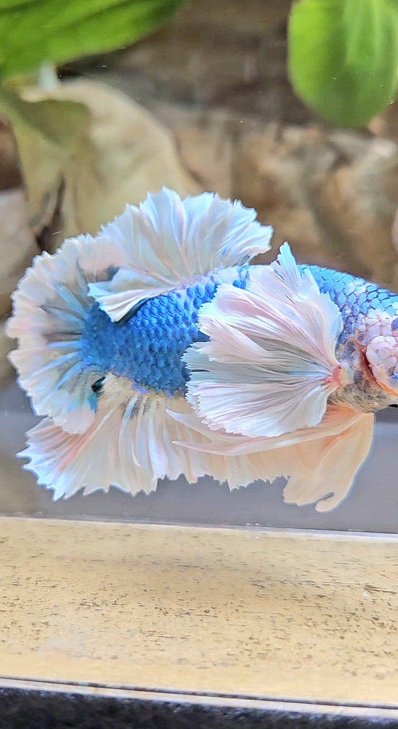 LUXURY PLAKAT ROSE EAR  WHITE BLUE METALLIC BETTA FISH