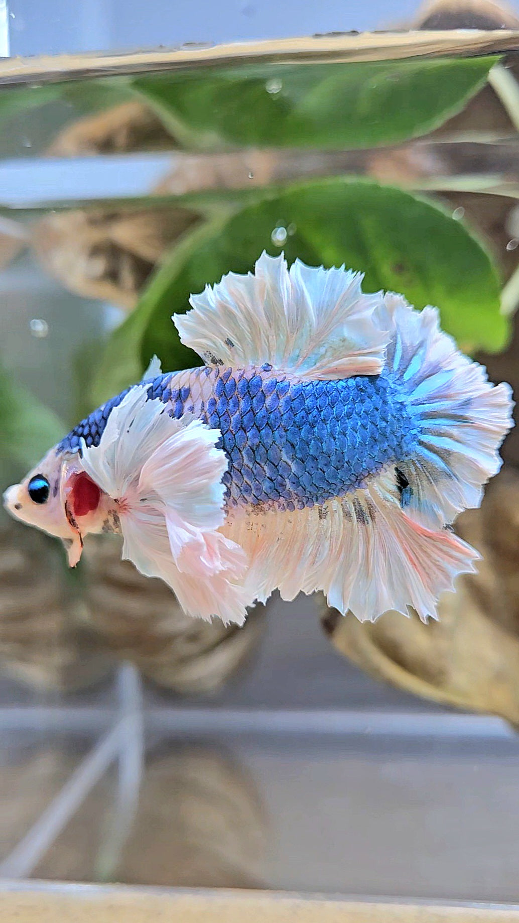 LUXURY PLAKAT ROSE EAR  WHITE BLUE METALLIC BETTA FISH