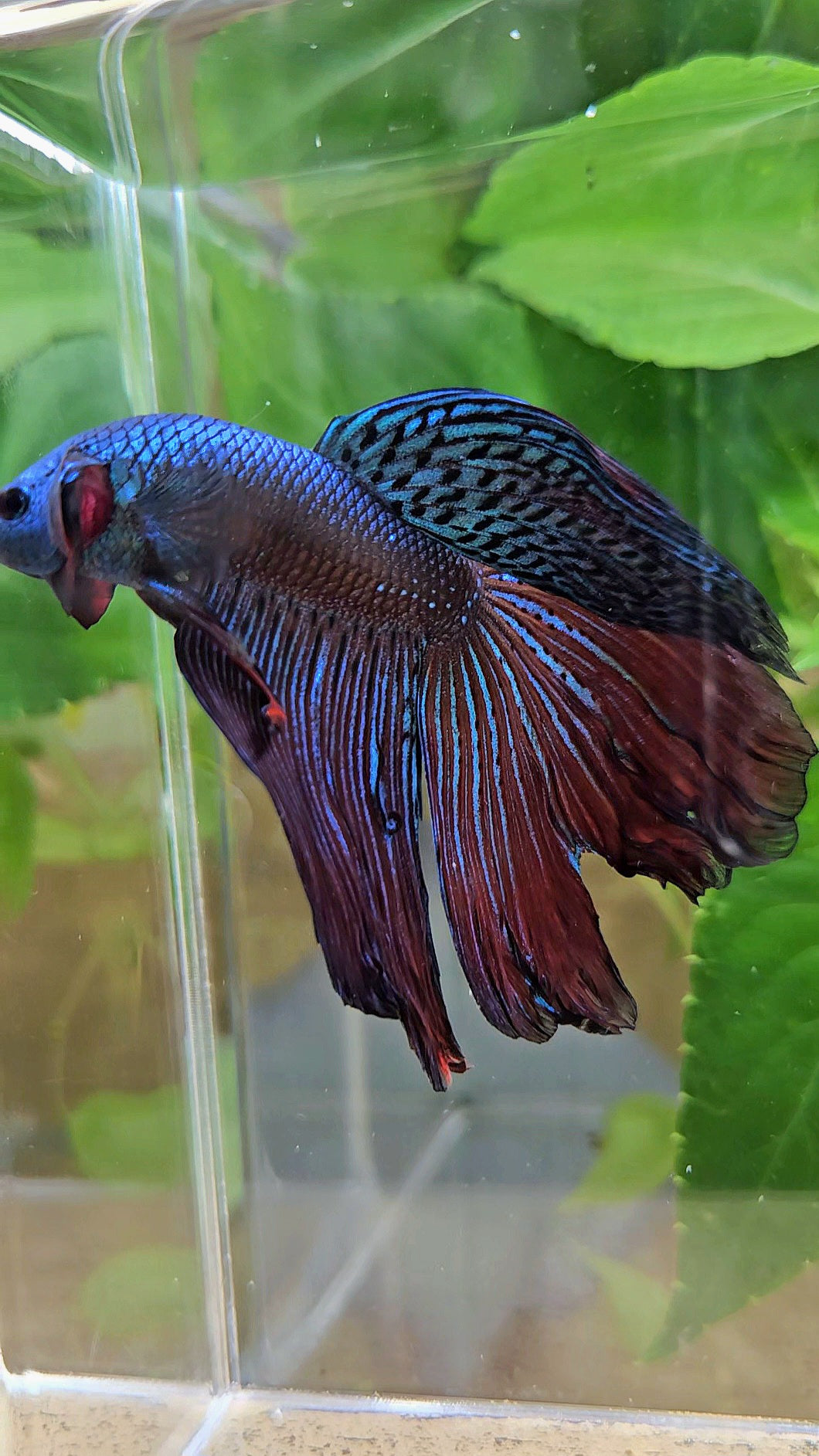 HALFMOON DELTA ALIEN GREEN BLUE HYBRID WILD BETTA FISH