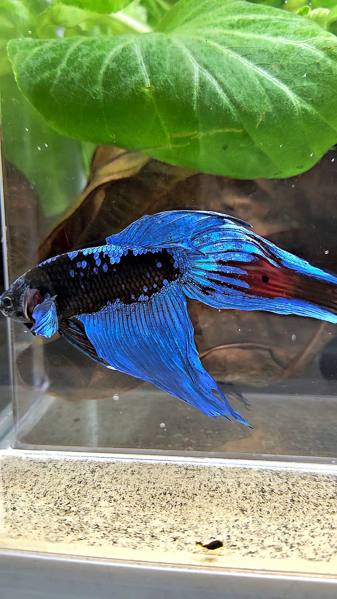 VEILTAIL BLACK GALAXY AVATAR EMERALD BETTA FISH