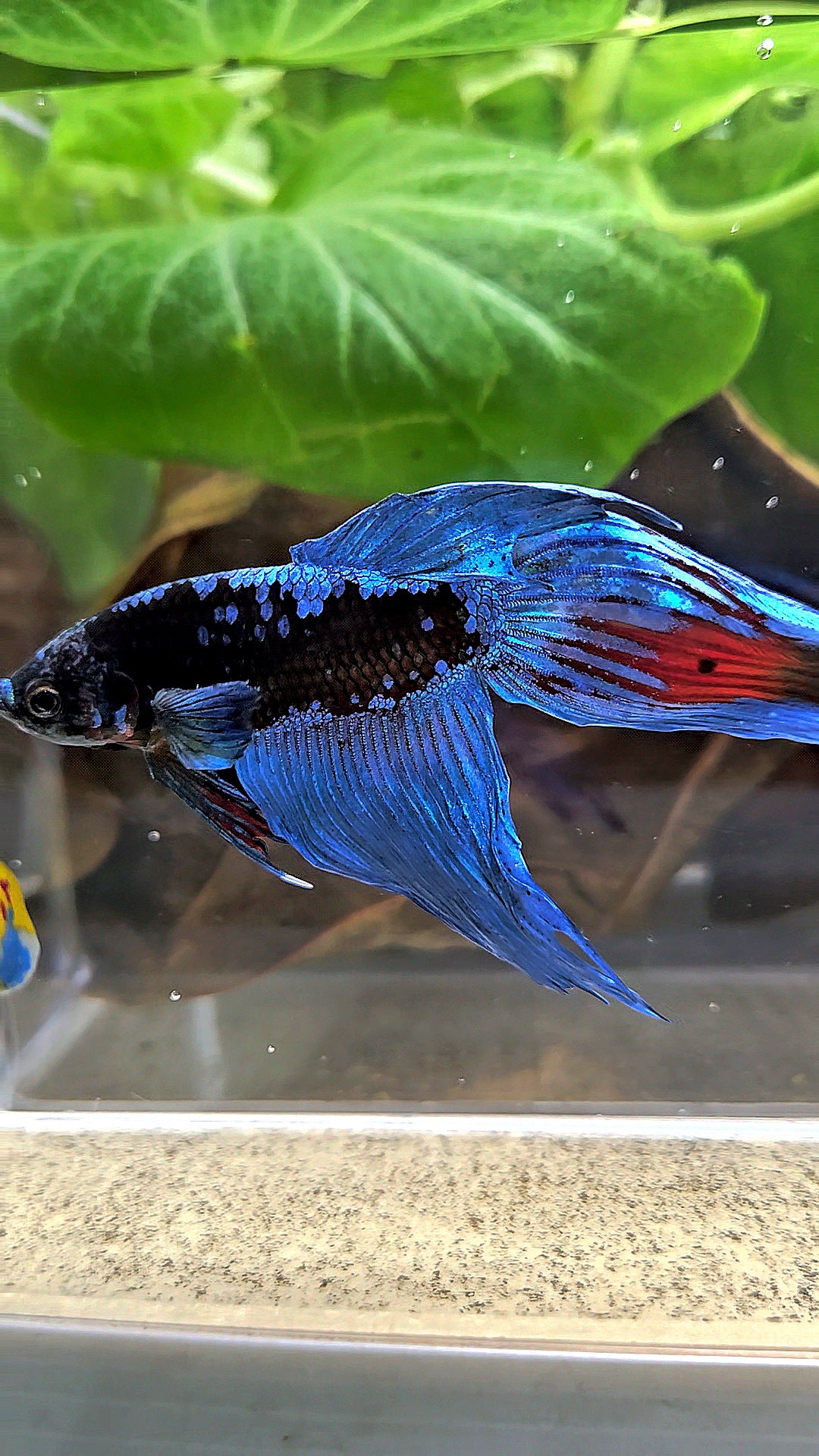 VEILTAIL BLACK GALAXY AVATAR EMERALD BETTA FISH