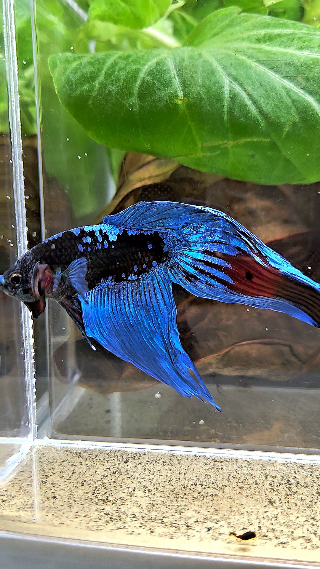 VEILTAIL BLACK GALAXY AVATAR EMERALD BETTA FISH