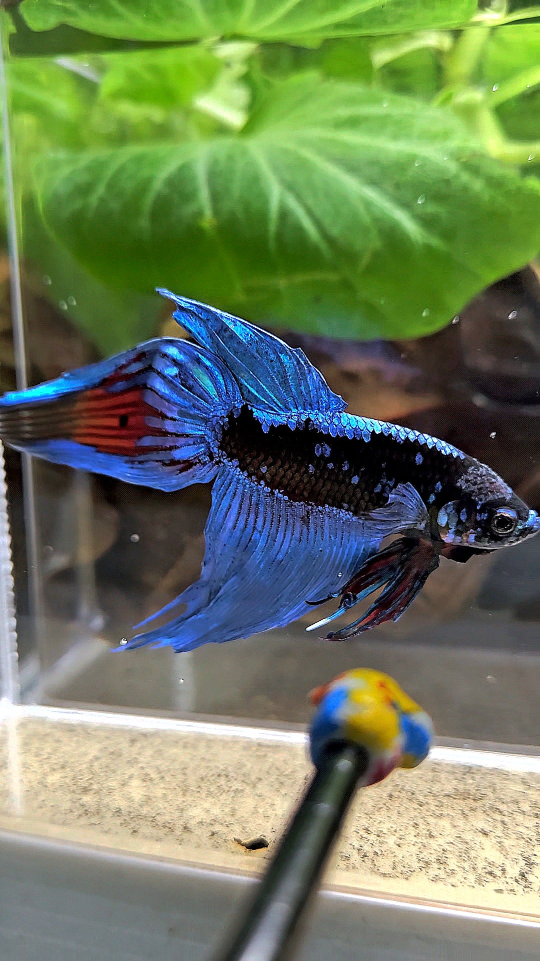 VEILTAIL BLACK GALAXY AVATAR EMERALD BETTA FISH