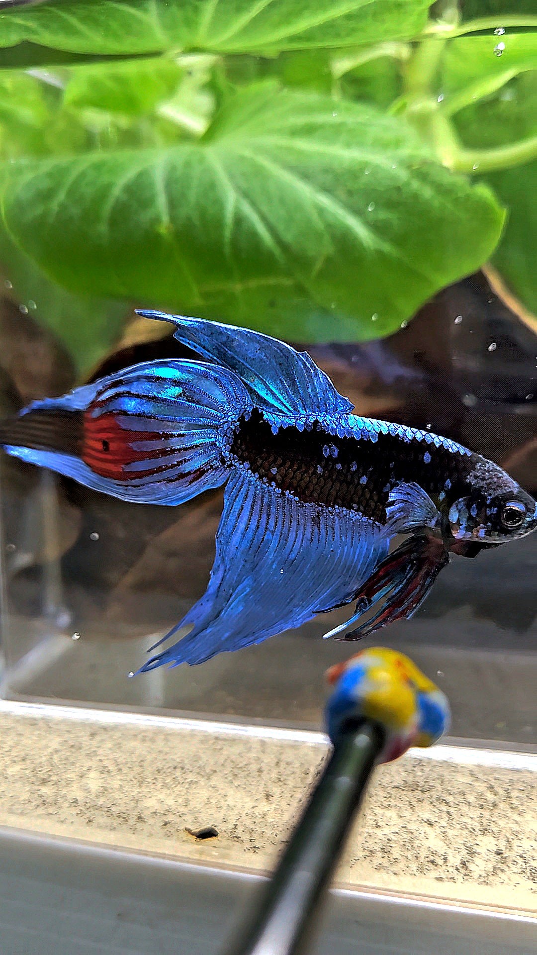 VEILTAIL BLACK GALAXY AVATAR EMERALD BETTA FISH
