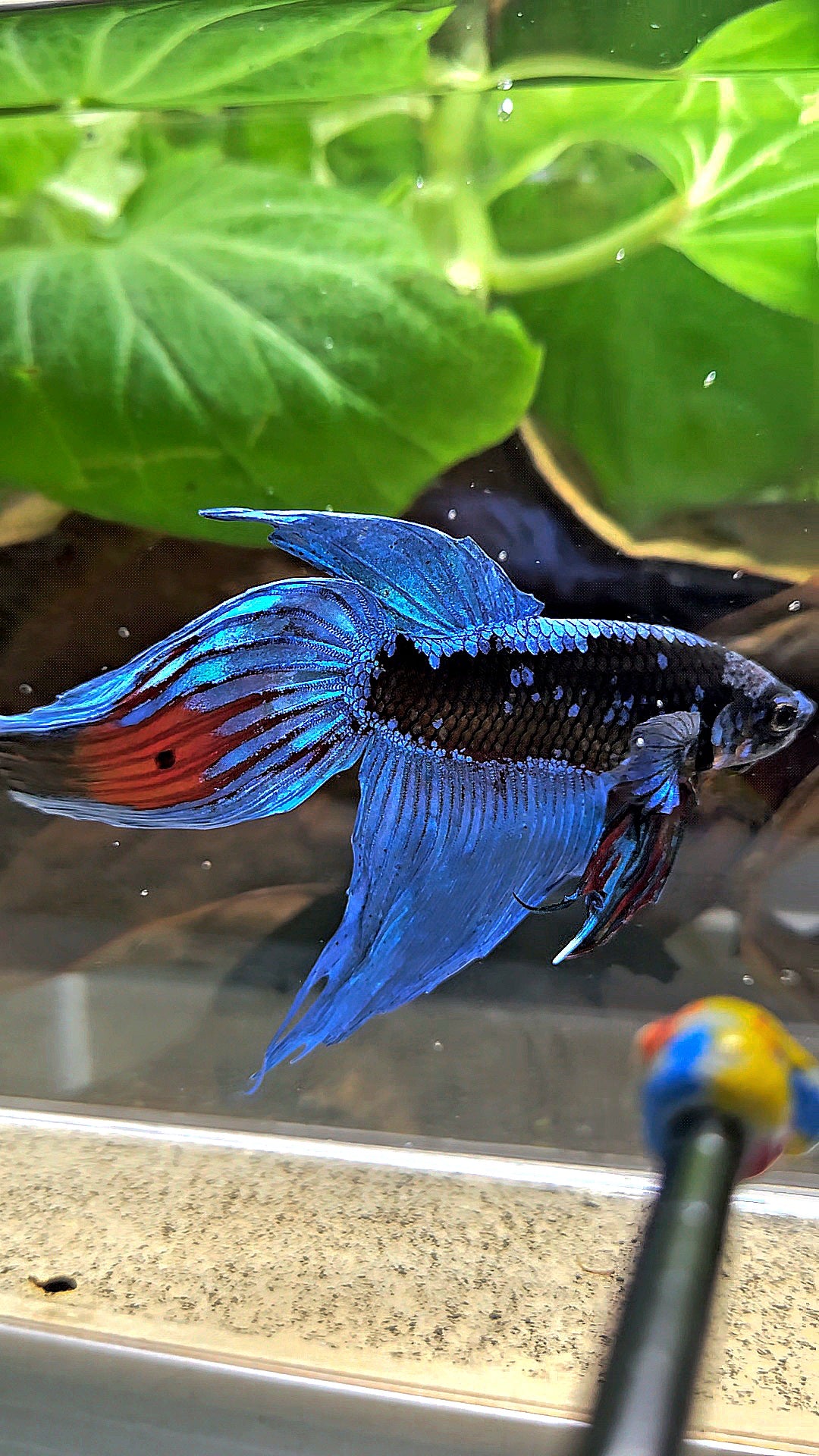 VEILTAIL BLACK GALAXY AVATAR EMERALD BETTA FISH