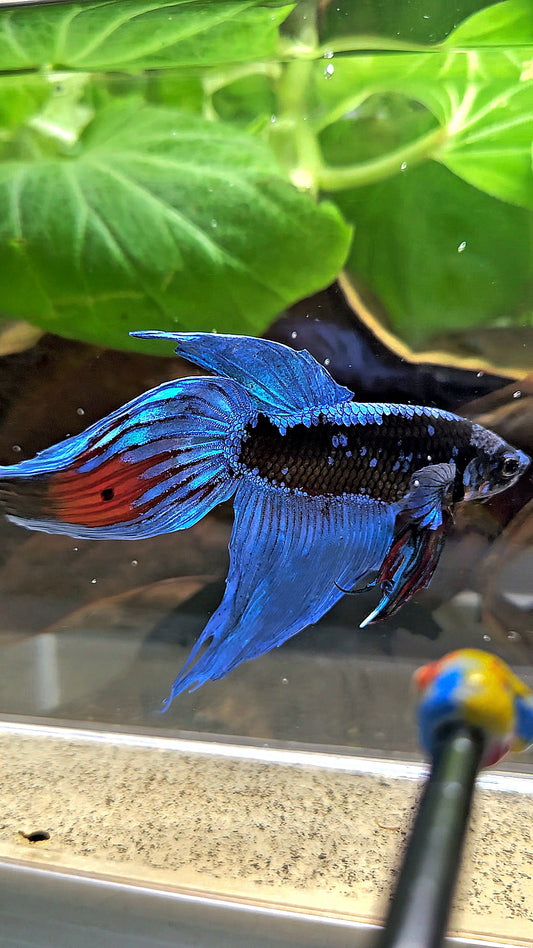 VEILTAIL BLACK GALAXY AVATAR EMERALD BETTA FISH
