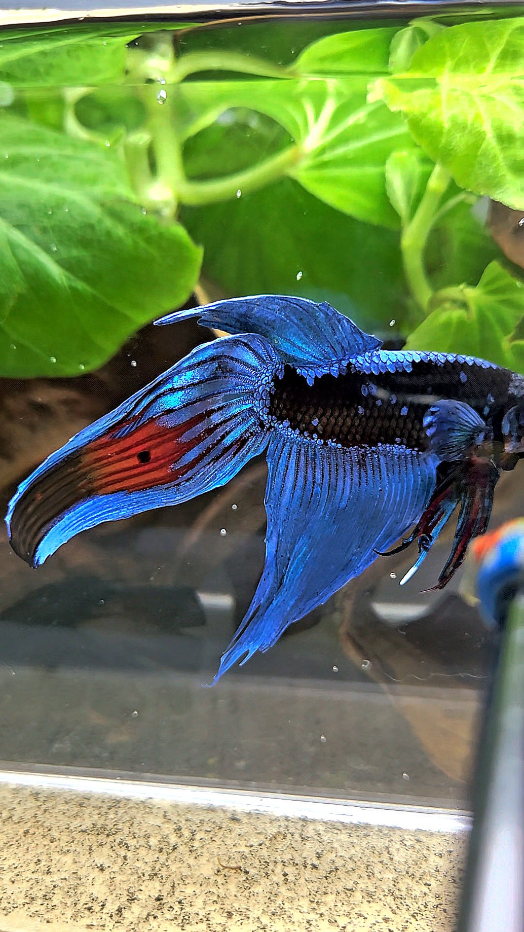 VEILTAIL BLACK GALAXY AVATAR EMERALD BETTA FISH