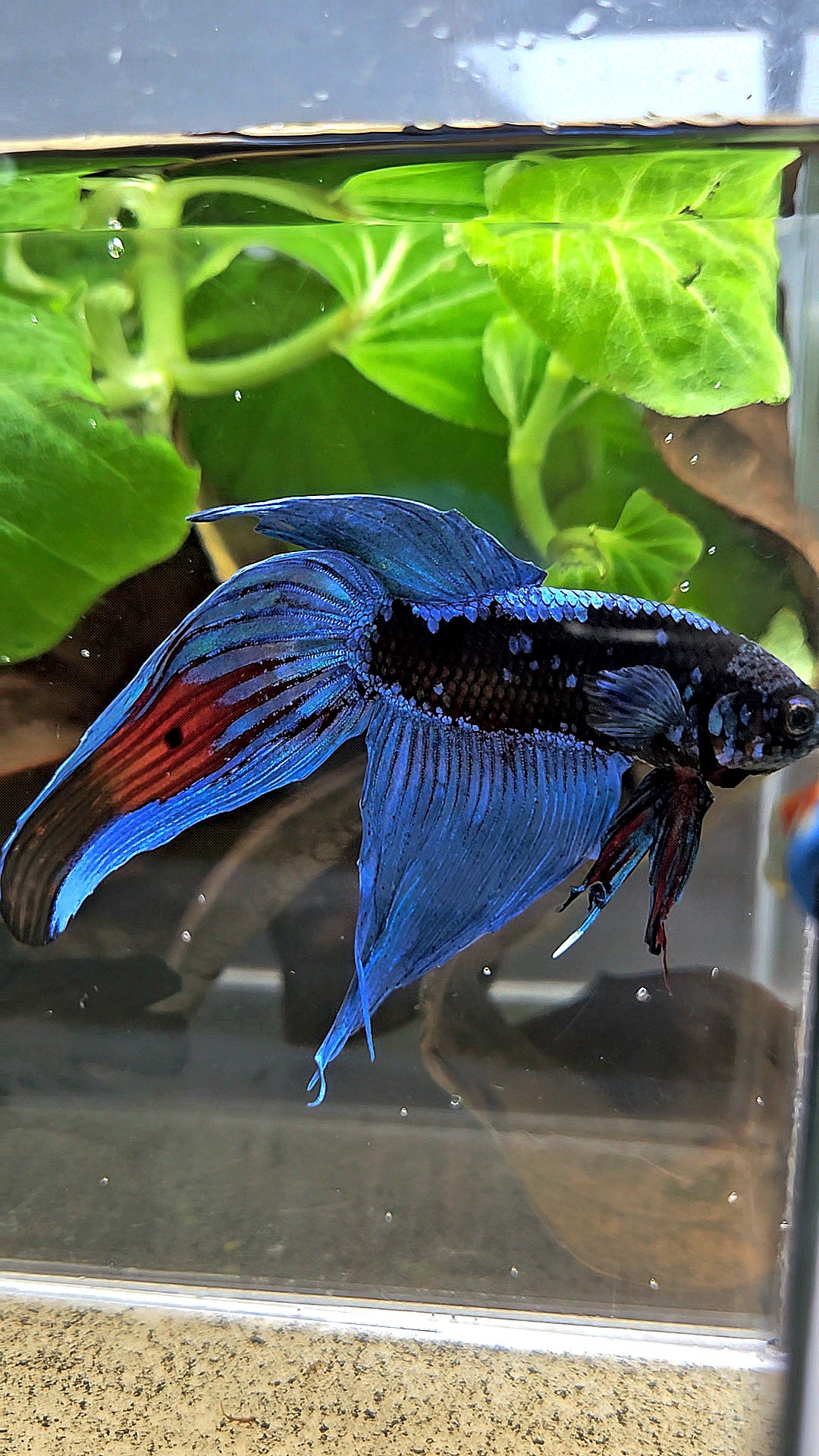 VEILTAIL BLACK GALAXY AVATAR EMERALD BETTA FISH