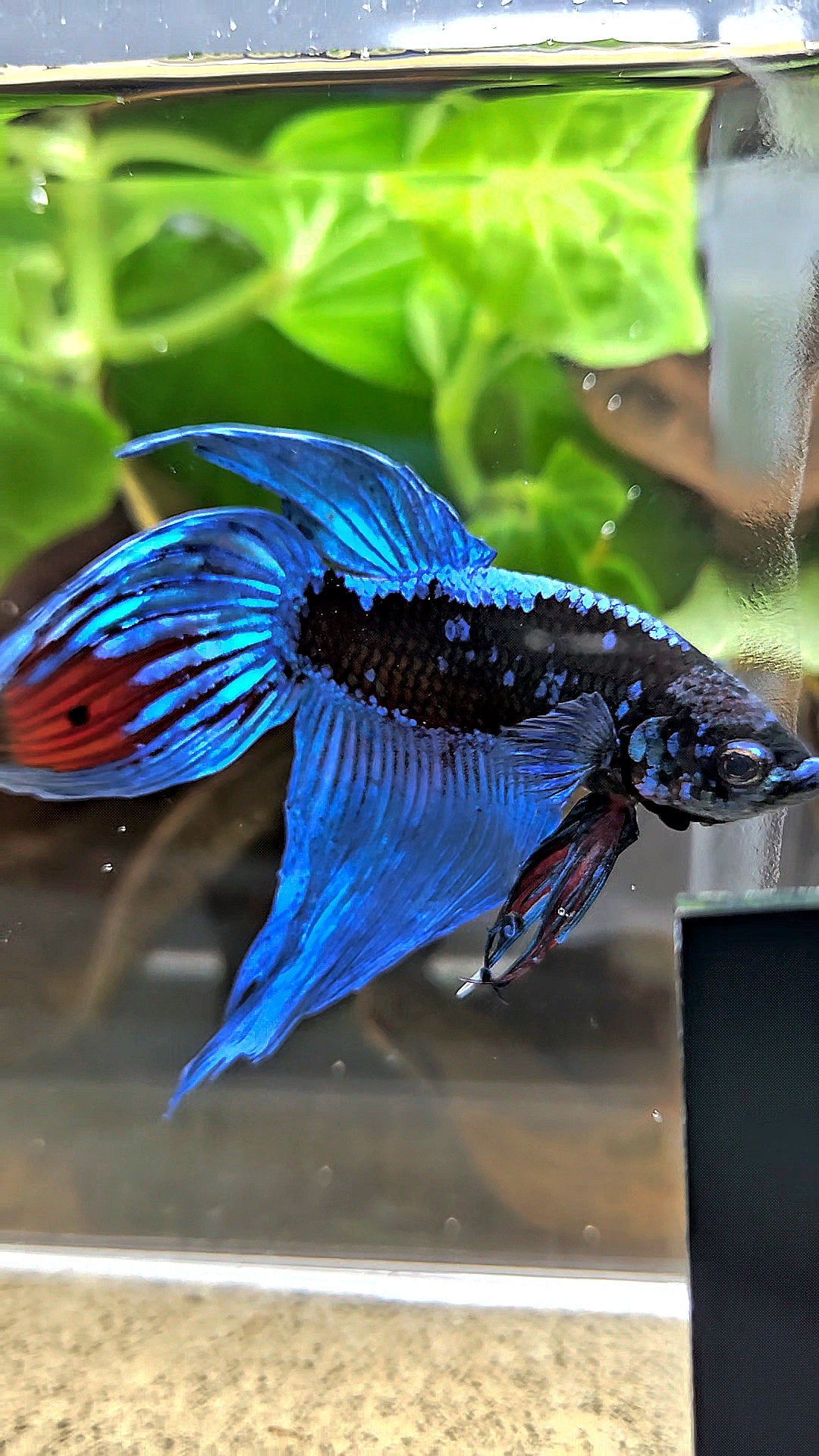 VEILTAIL BLACK GALAXY AVATAR EMERALD BETTA FISH