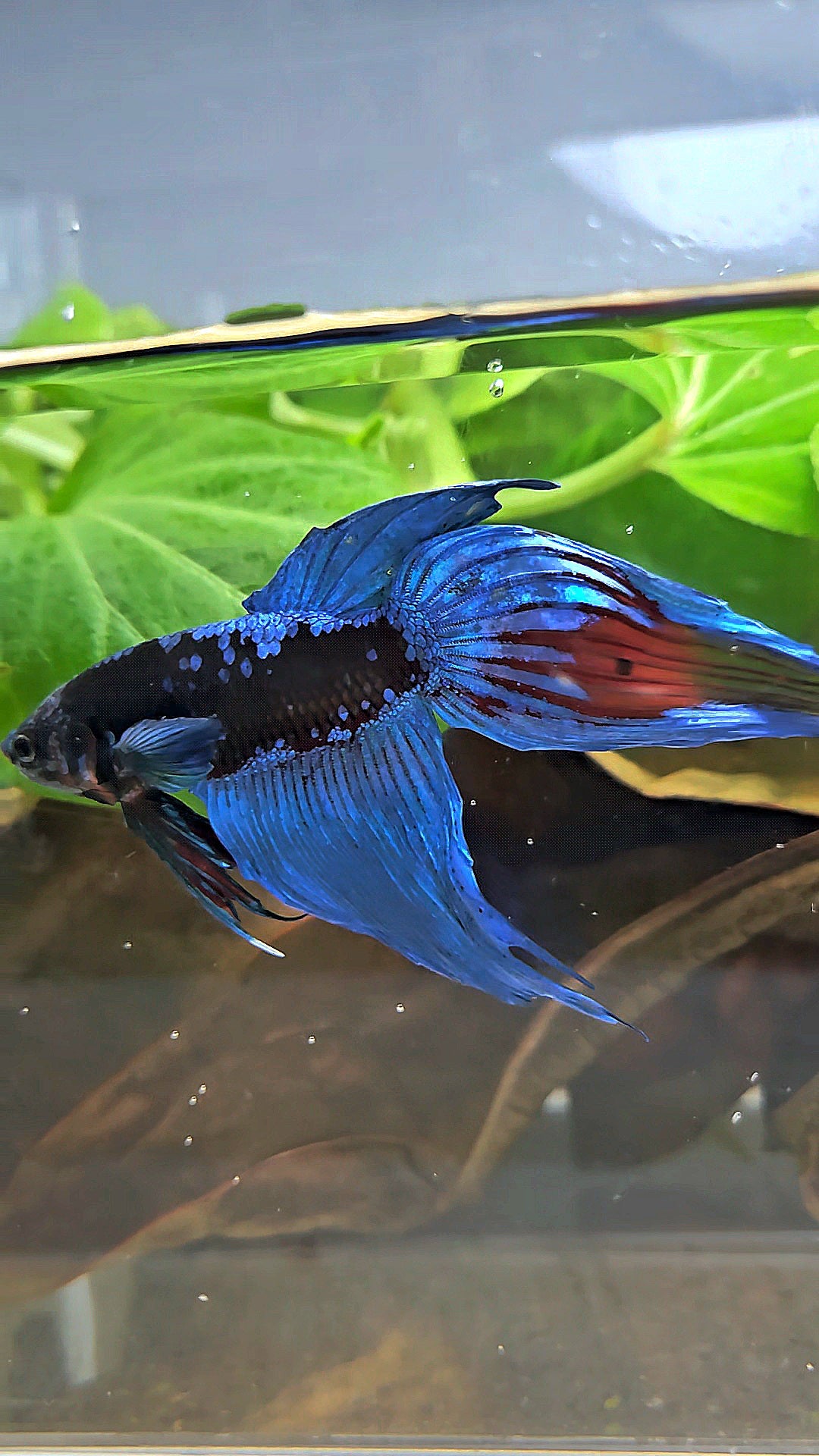 VEILTAIL BLACK GALAXY AVATAR EMERALD BETTA FISH