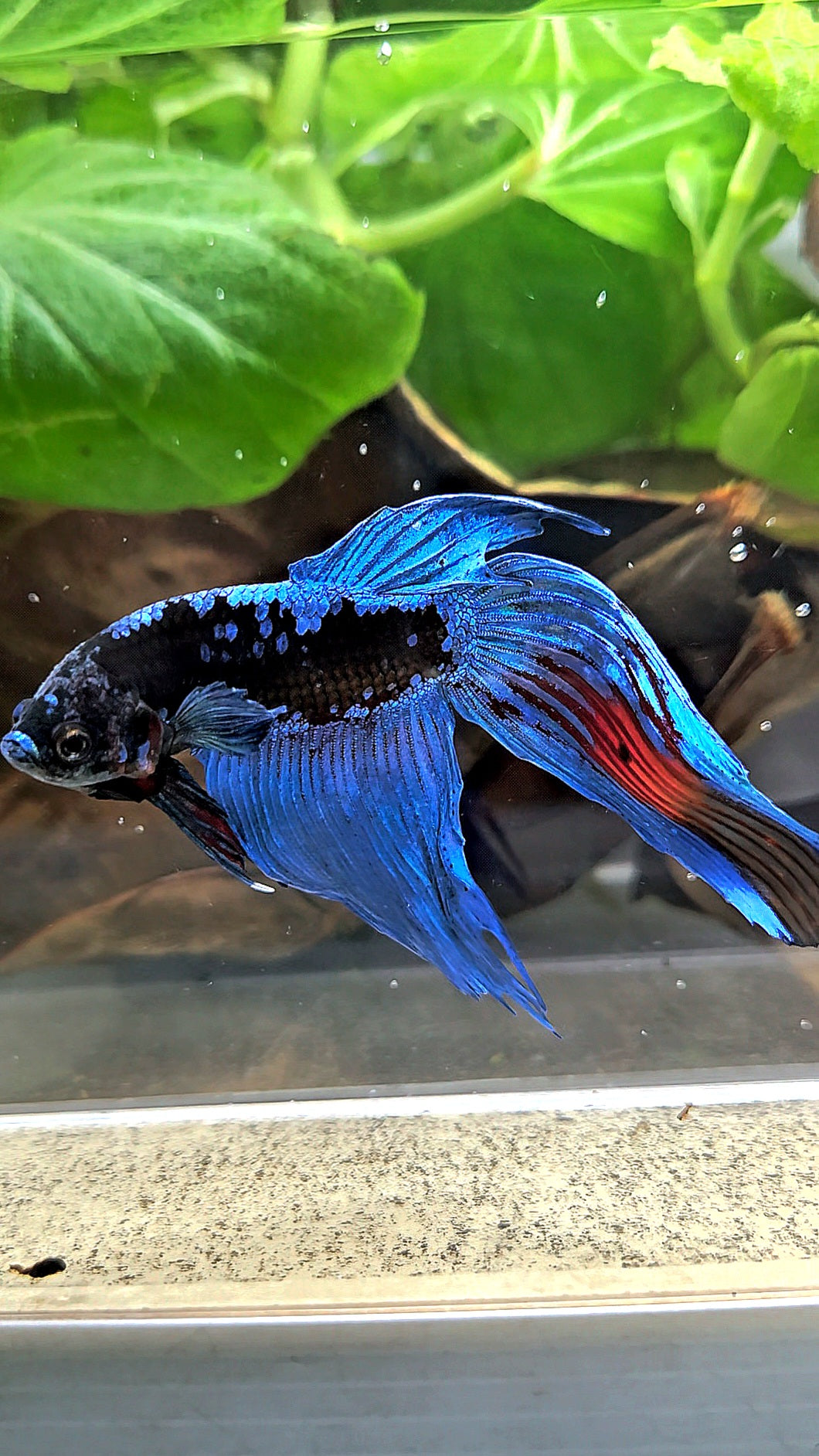 VEILTAIL BLACK GALAXY AVATAR EMERALD BETTA FISH