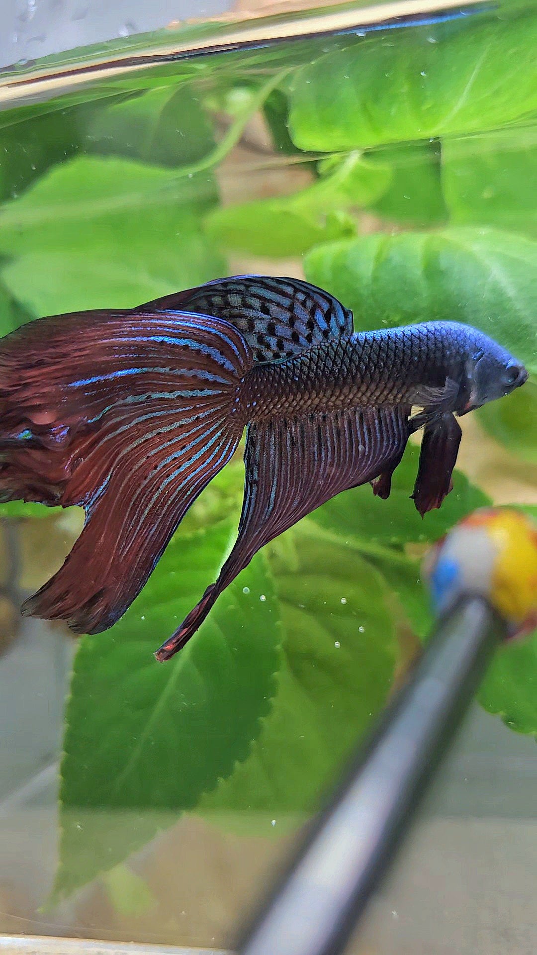 HALFMOON DELTA ALIEN GREEN BLUE HYBRID WILD BETTA FISH