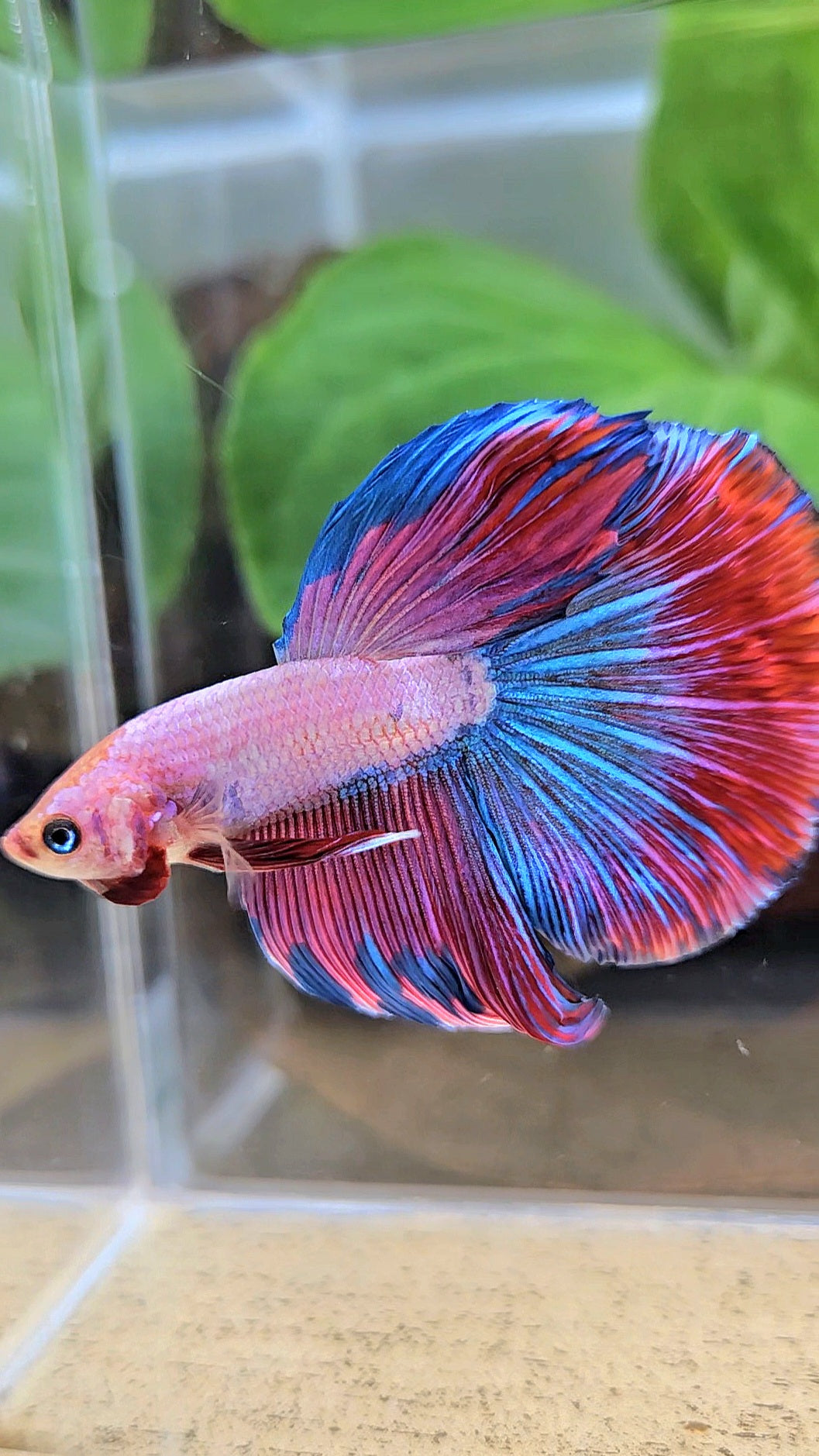 HALFMOON PINK PURPLE FANCY BETTA FISH
