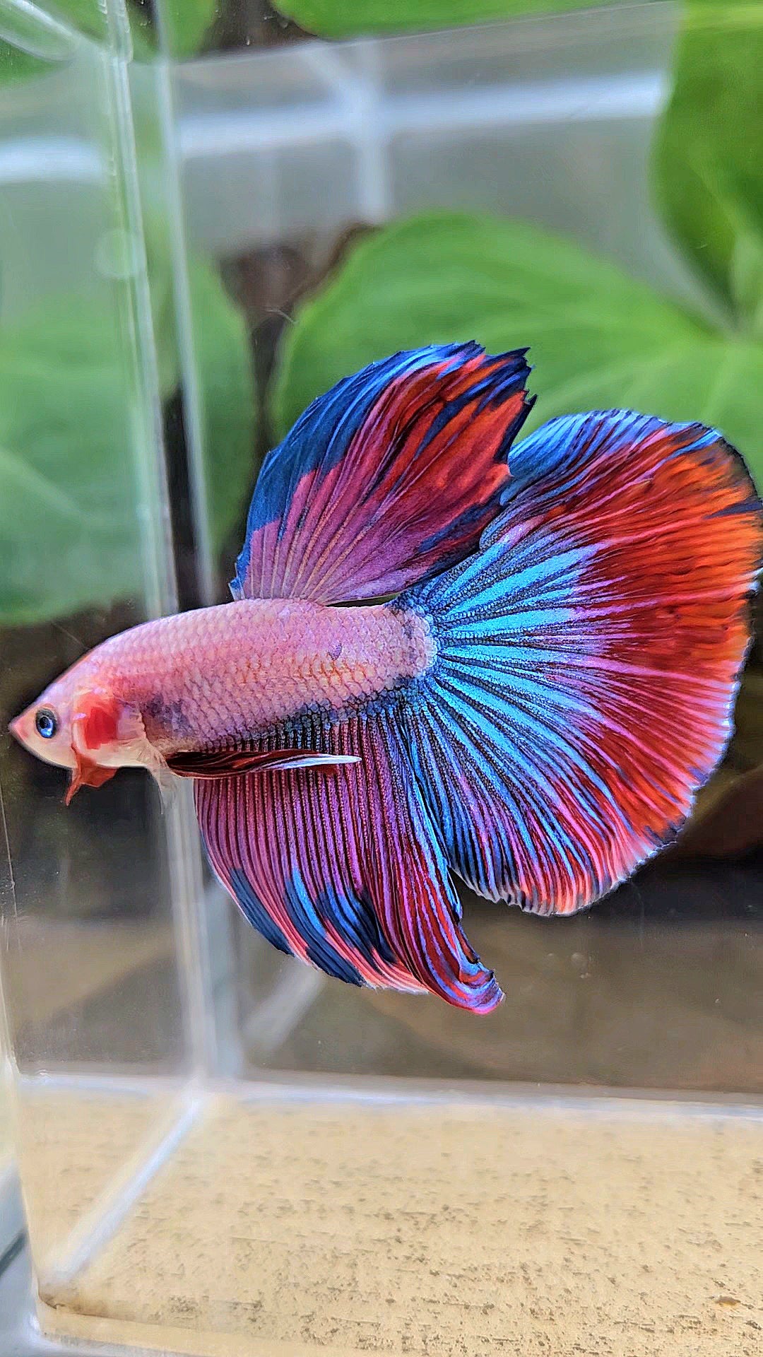 HALFMOON PINK PURPLE FANCY BETTA FISH