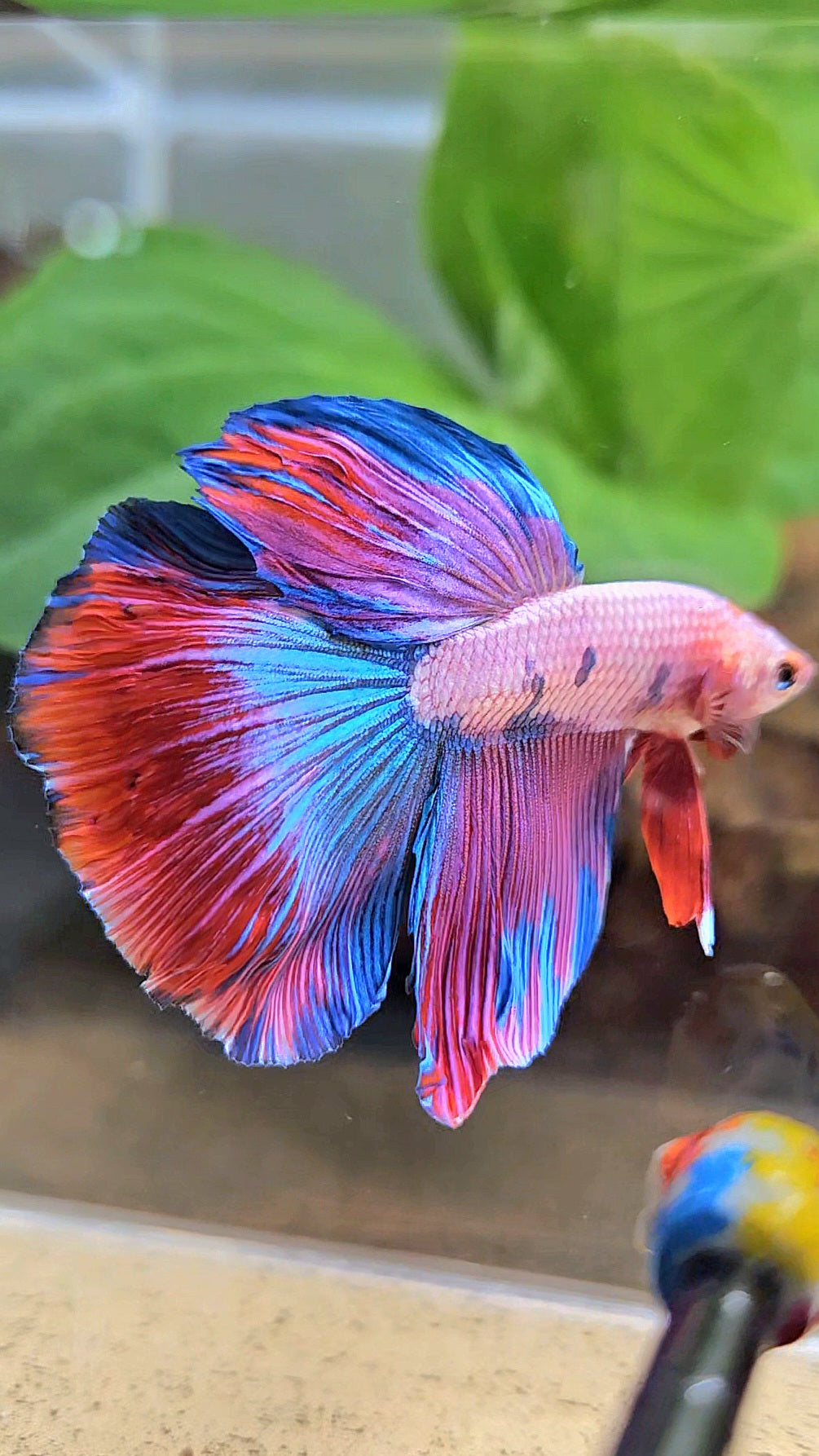 HALFMOON PINK PURPLE FANCY BETTA FISH