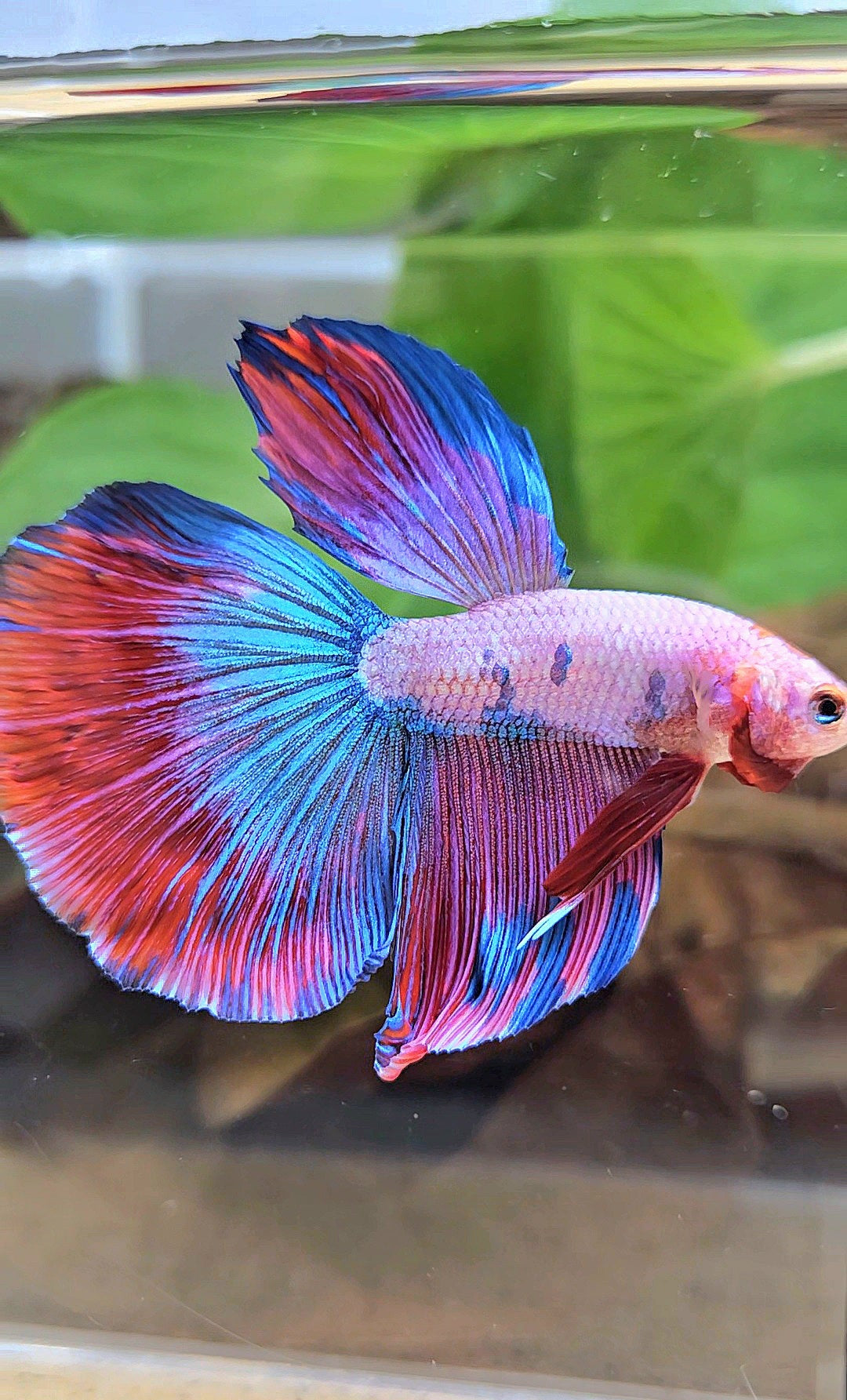 HALFMOON PINK PURPLE FANCY BETTA FISH