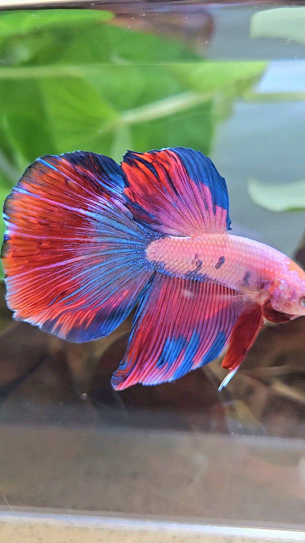 HALFMOON PINK PURPLE FANCY BETTA FISH