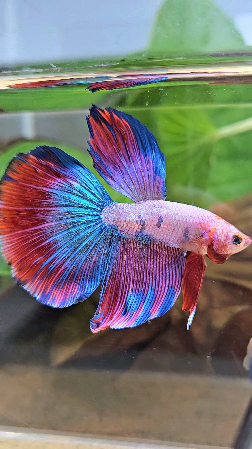HALFMOON PINK PURPLE FANCY BETTA FISH