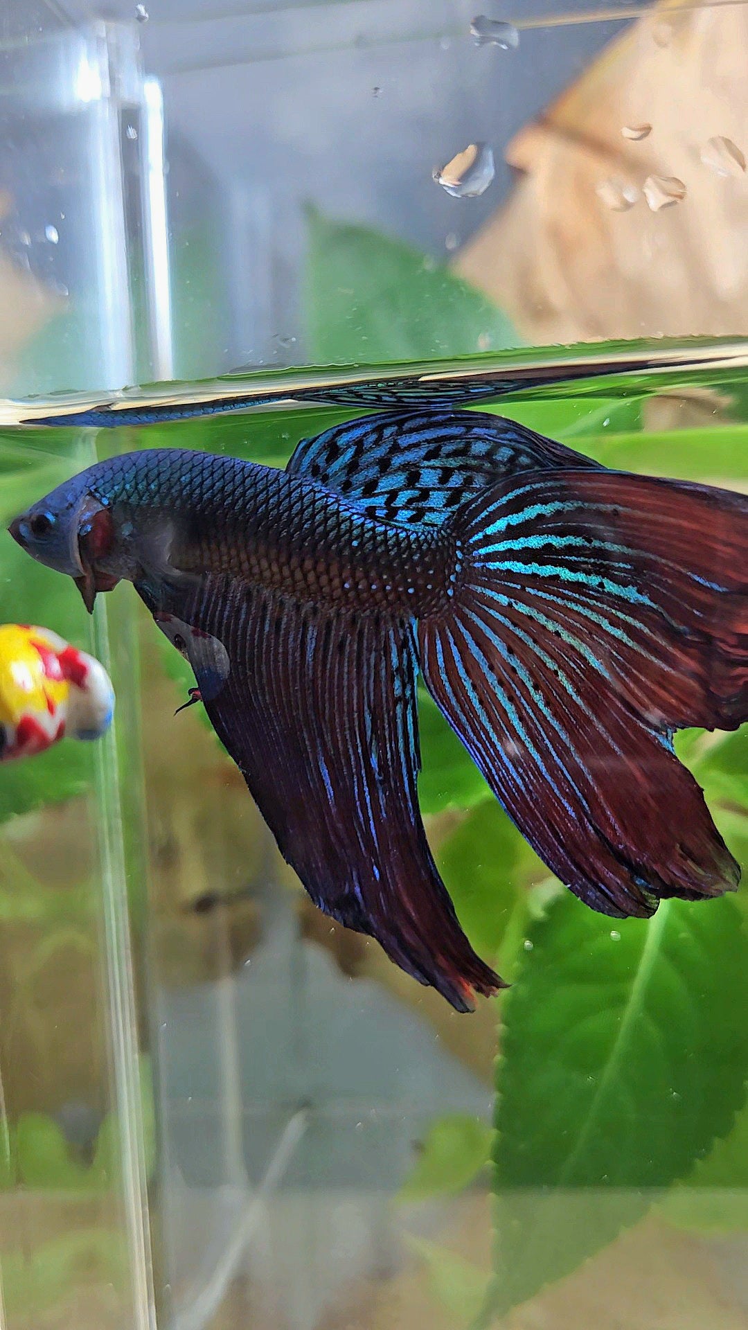 HALFMOON DELTA ALIEN GREEN BLUE HYBRID WILD BETTA FISH