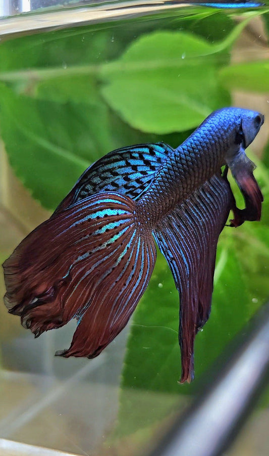 HALFMOON DELTA ALIEN GREEN BLUE HYBRID WILD BETTA FISH