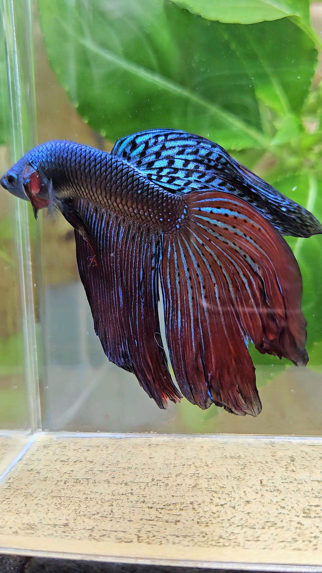 HALFMOON DELTA ALIEN GREEN BLUE HYBRID WILD BETTA FISH