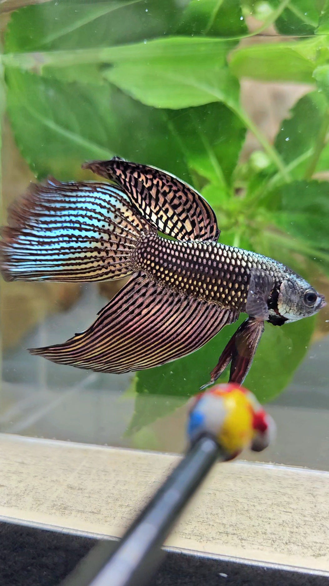 LUXURY VEILTAIL DELTA ALIEN COPPER BROWN HYBRID WILD BETTA FISH