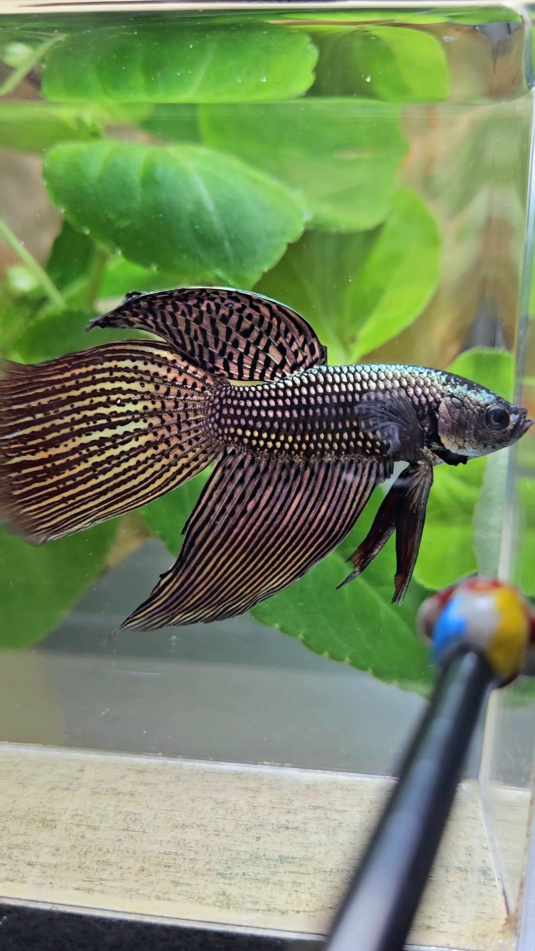 LUXURY VEILTAIL DELTA ALIEN COPPER BROWN HYBRID WILD BETTA FISH