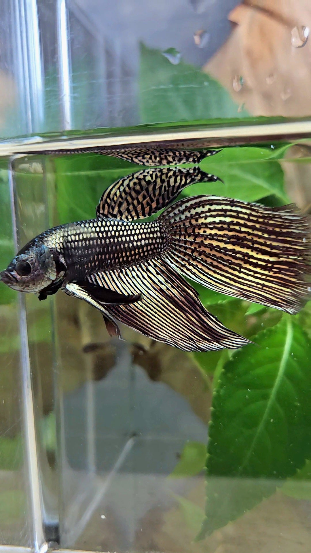 LUXURY VEILTAIL DELTA ALIEN COPPER BROWN HYBRID WILD BETTA FISH