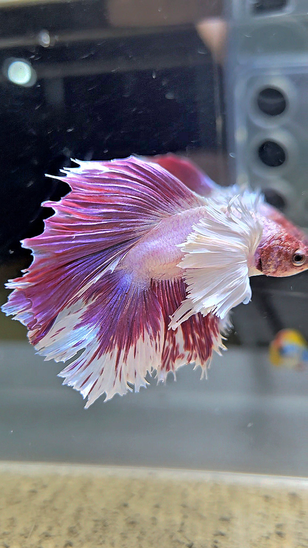 HALFMOON DOUBLE TAIL DUMBO EAR PINK BETTA FISH